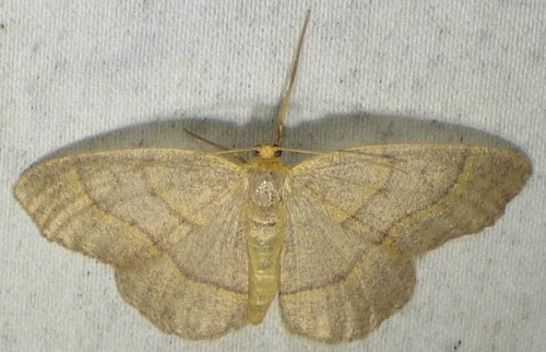 Curved-lined Looper Moth photo 3