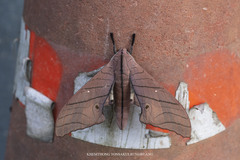 Marumba cristata