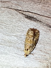 Phaecasiophora niveiguttana