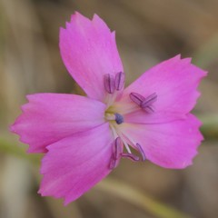 Dianthus tarentinus
