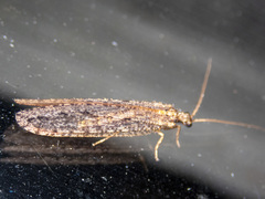 Stenosmylinae