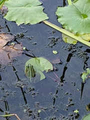 Pelophylax fukienensis