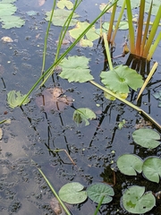 Pelophylax fukienensis