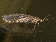 Stenosmylinae
