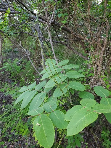 Commiphora grandifolia image