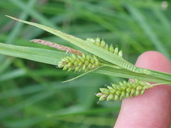 Carex pallescens