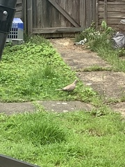 Streptopelia decaocto