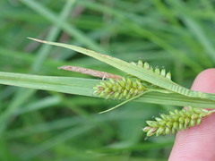 Carex pallescens