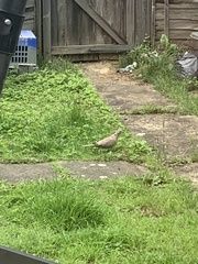 Streptopelia decaocto