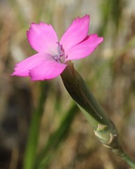 Dianthus tarentinus