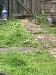 Streptopelia decaocto