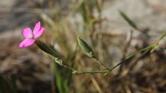 Dianthus tarentinus