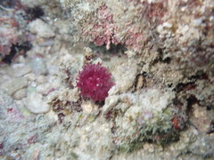 Oceanapia sagittaria