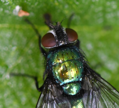 Marsh Greenbottle Fly photo 2