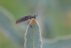 Dioctria bicincta