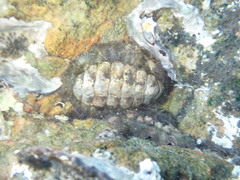Chitonidae