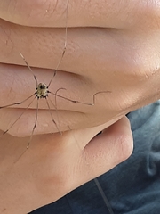Leiobunum calcar