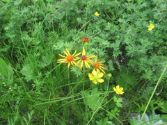 Tephroseris porphyrantha