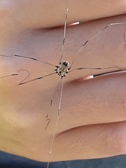 Leiobunum calcar