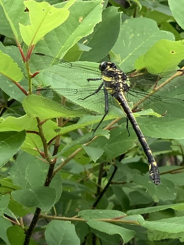 Dragonhunter photo 2