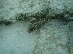 Epinephelus quoyanus