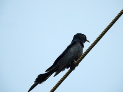 Surniculus dicruroides