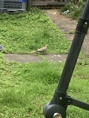 Streptopelia decaocto