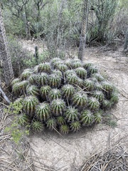 Ferocactus flavovirens