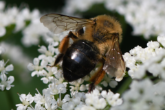 Andrena nigroaenea