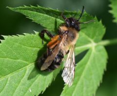 Andrena nigroaenea
