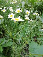 Tripleurospermum inodorum