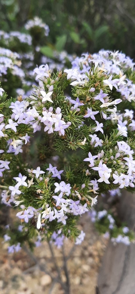 Declieuxia aspalathoides