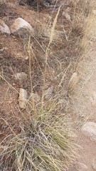 Muhlenbergia emersleyi