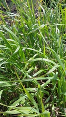 Brachypodium pinnatum