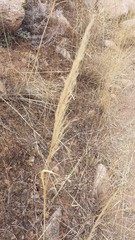 Muhlenbergia emersleyi