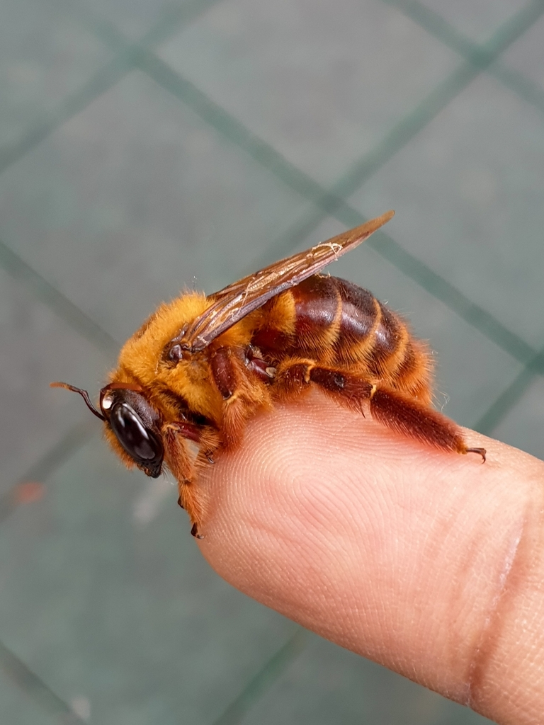 Nyctomelitta