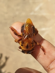 Xylocopa tranquebarica