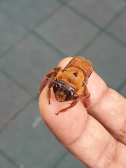 Xylocopa tranquebarica