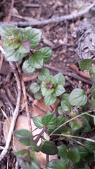 Hedeoma oblongifolia