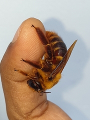 Xylocopa tranquebarica