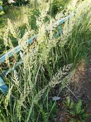 Calamagrostis epigejos