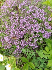 Thymus sibiricus