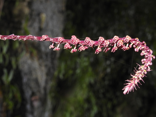 Image of Malaxis versicolor by (c) Hopeland, some rights reserved (CC BY)