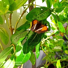 Adelpha