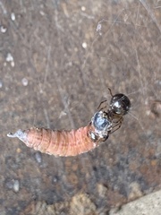 Steatoda triangulosa