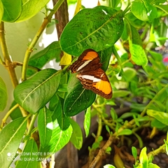 Adelpha
