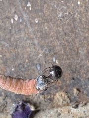 Steatoda triangulosa