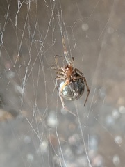 Steatoda triangulosa