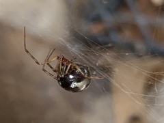 Steatoda triangulosa
