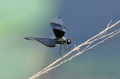 Rhyothemis fuliginosa